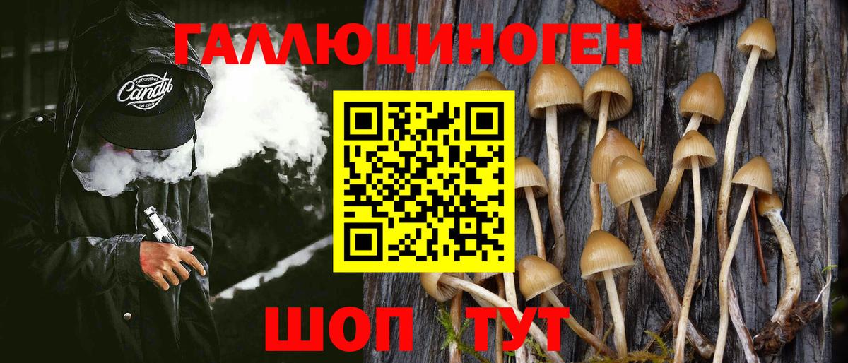 Галлюциногенные грибы Psilocybe  Вход с VPN  Междуреченск 